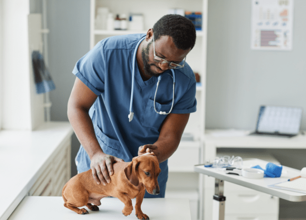 A black man wearing veterinarian clothes handles a small brown dog on an examination table.