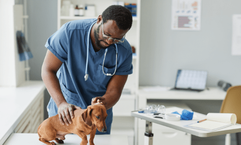 A black man wearing veterinarian clothes handles a small brown dog on an examination table.